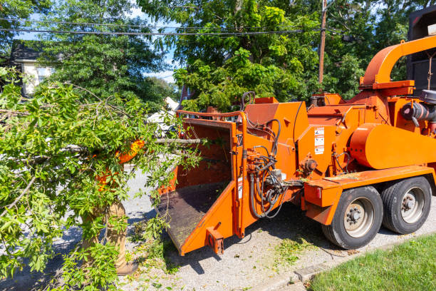 Emergency Storm Tree Removal